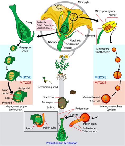 5.6.4: Angiosperms - Biology LibreTexts